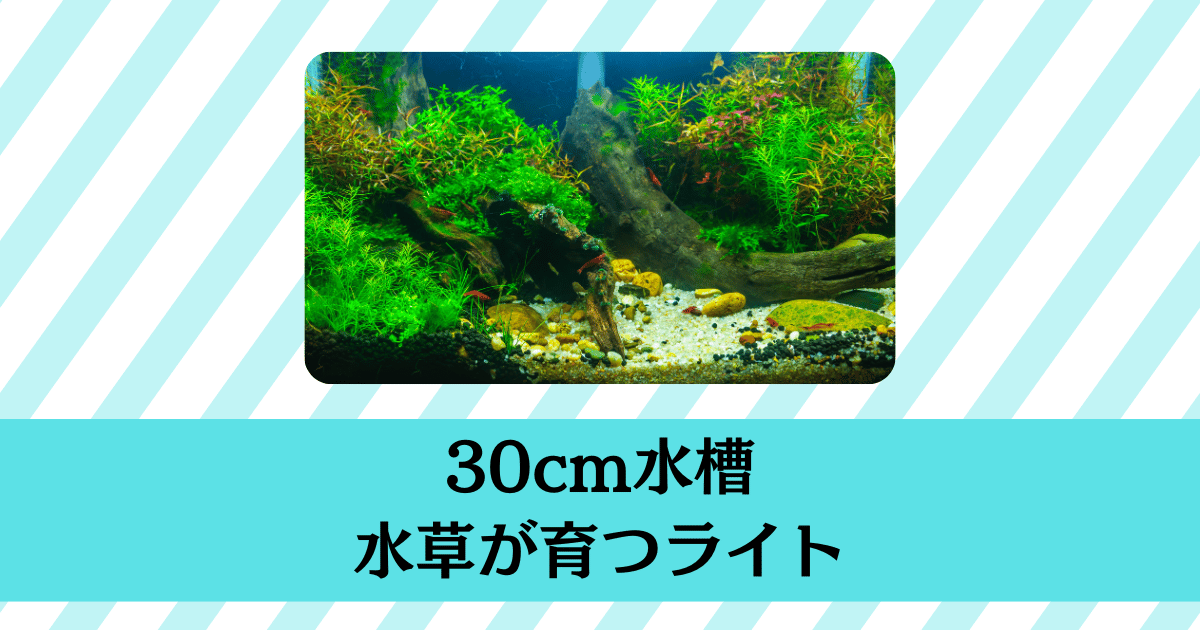 水草が育つ30cm水槽ライトおすすめランキングと失敗しない選び方