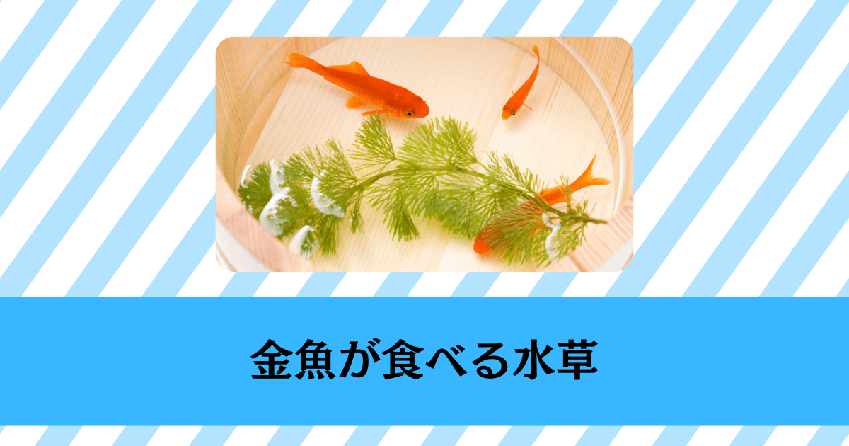 金魚が食べる水草