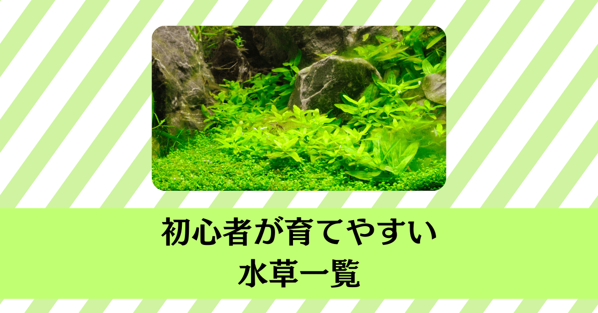 おすすめ水草