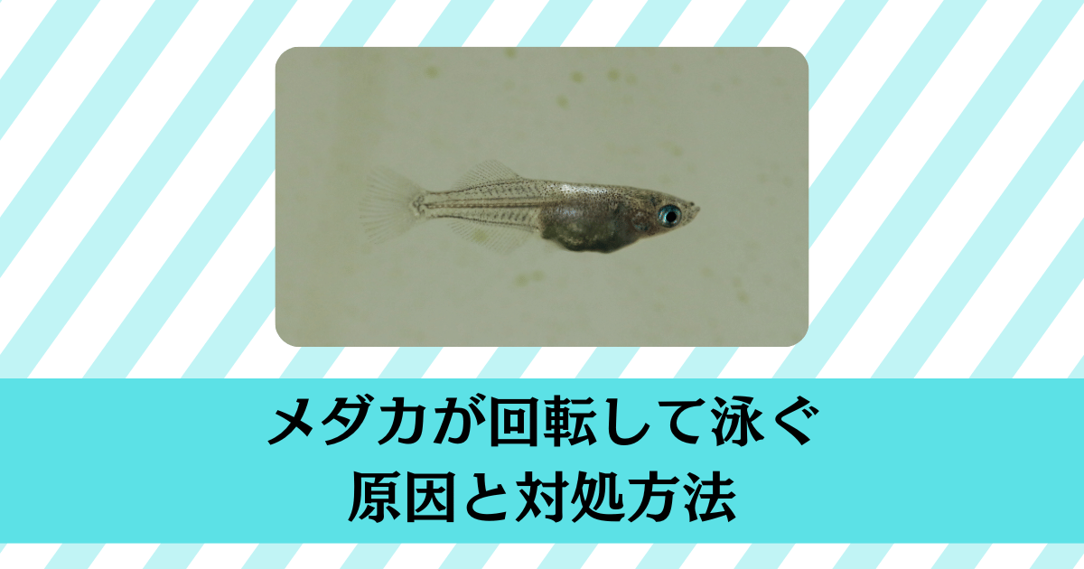 メダカが回転して泳ぐ原因と対策