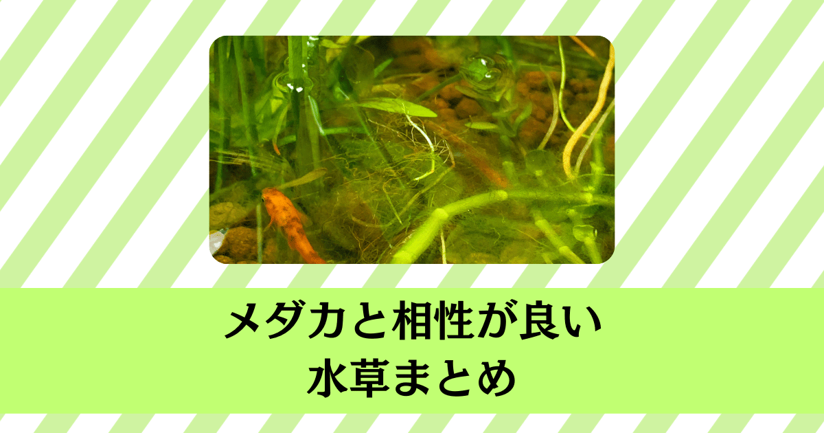 メダカと相性が良い水草