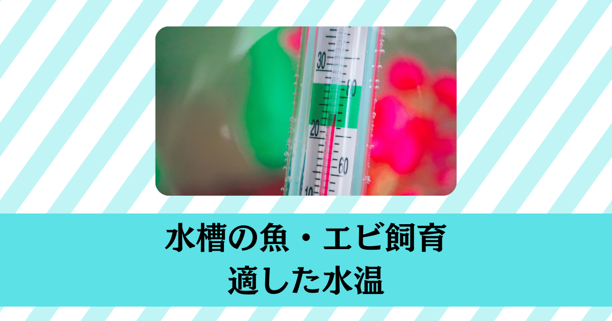 熱帯魚の飼育で知っておきたい適切な水温