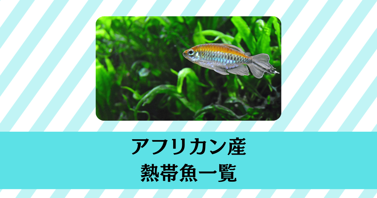 アフリカ産の飼いやすい熱帯魚一覧と飼育のポイント