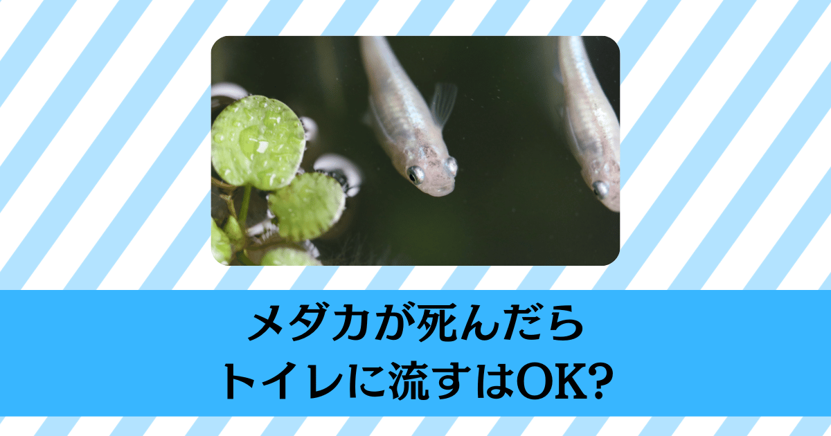 メダカが死んだ後の処理方法とトイレに流すことが有りなのかについて