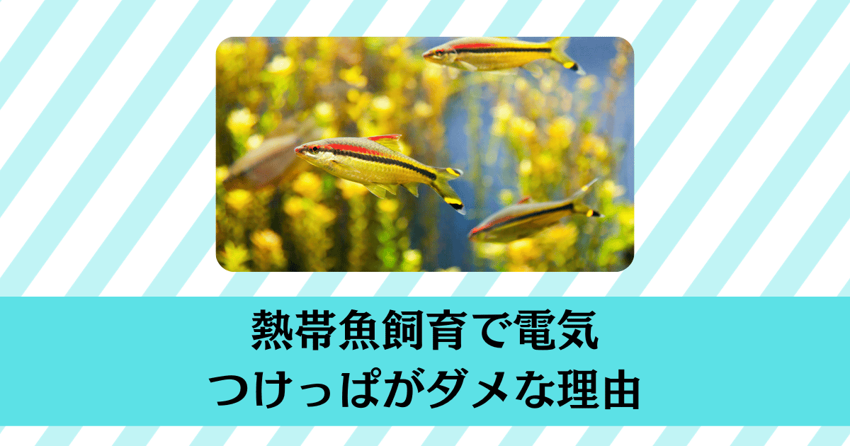 熱帯魚飼育でライトのつけっぱなしがダメな理由