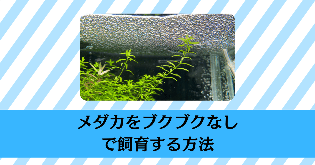 メダカは酸素なしでも飼える？エアレーションの必要性と正しい飼い方